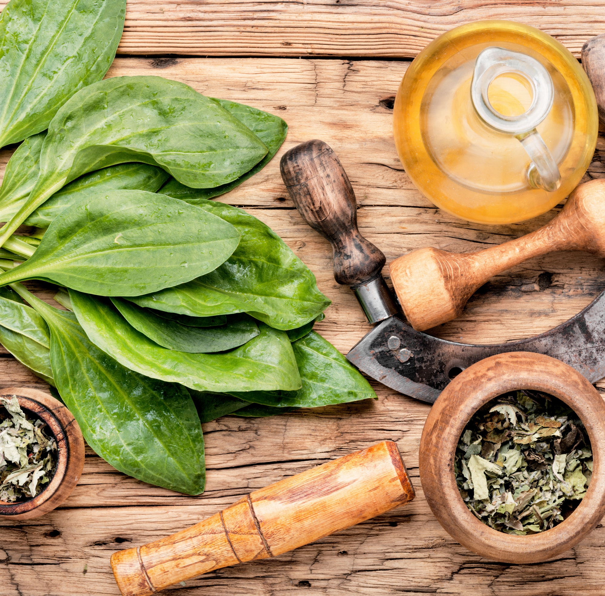 Local Medicinal Plants Teresa Wolfe Food Scientist